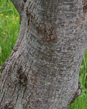 Wych elm