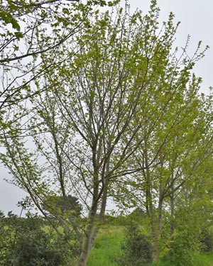 Wych elm