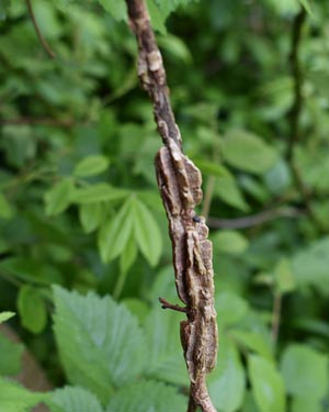 Wych elm