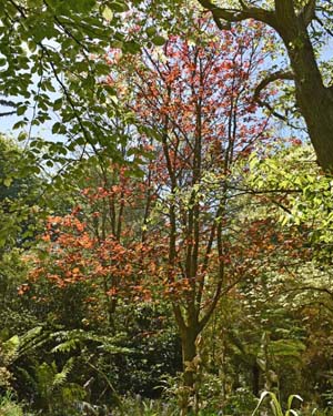 Norway maple