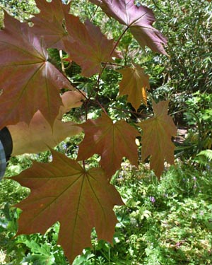 Norway maple Crimson king