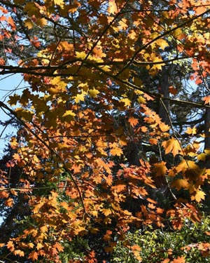 Acer platanoides