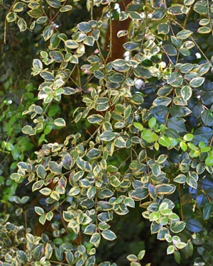 Azara microphylla variegata