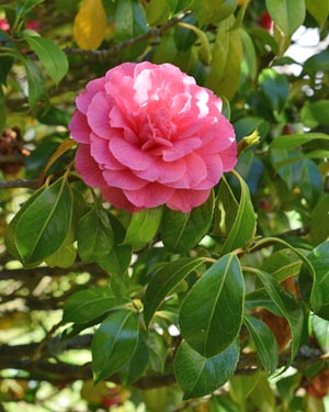 Camellia