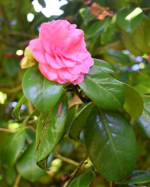 Camellia