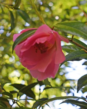 Camellia