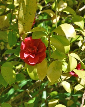 Camellia