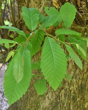 Castanea sativa