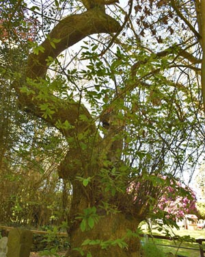 Sweet chestnut