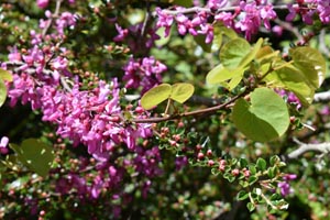 Judas tree