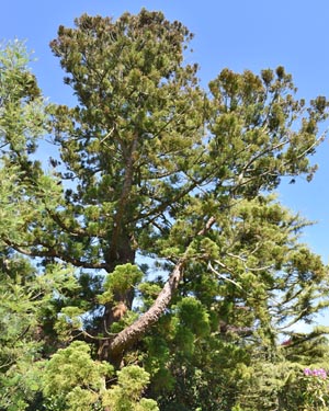 Cryptomeria japonica