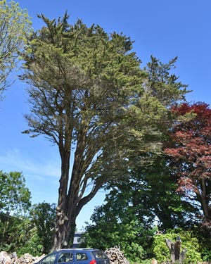 Monterey cypress
