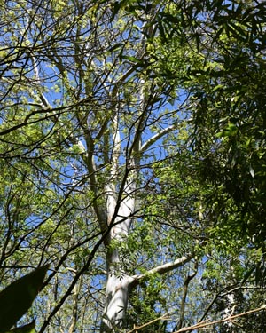 Eucalyptus