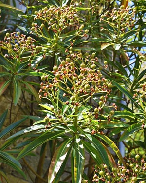 Euphorbia mellifera