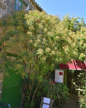 Euphorbis mellifera