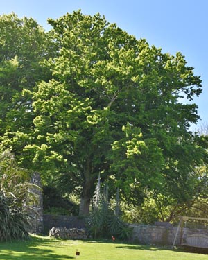 Common beech