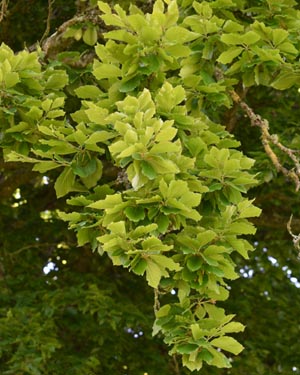 European beech