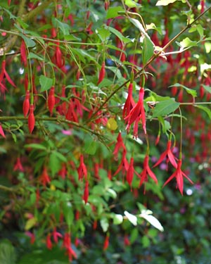 Fuschia