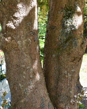 Magnolia grandiflora ferruginea