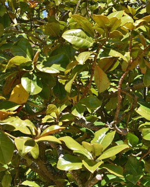Magnolia grandiflora