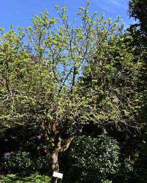 Black mulberry