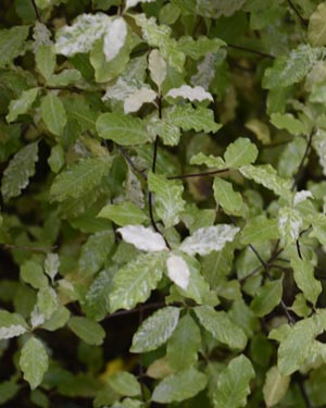 Pittosporum tenuifolium