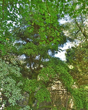 podocarpus totara