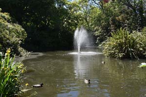 The pond at Sausmarez Manor
