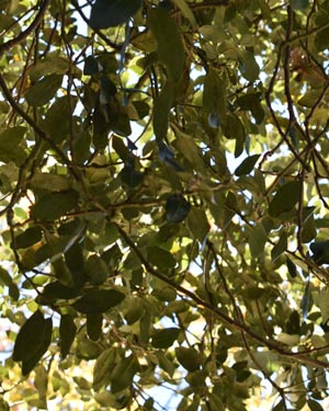 Evergreen oak