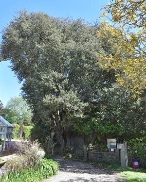 Holm oak