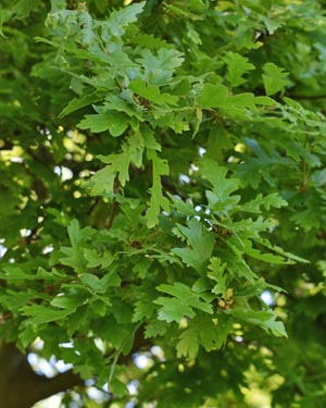 English oak