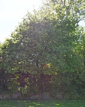 English oak