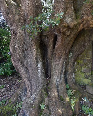 Quercus ilex