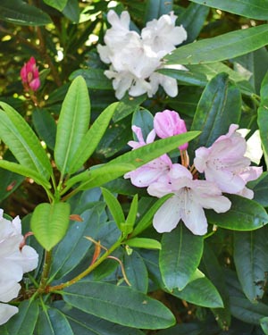 Rhododendron