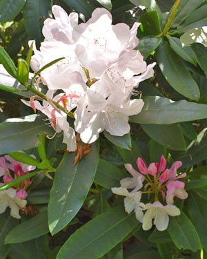 Rhododendron