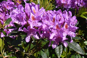 Rhododendron