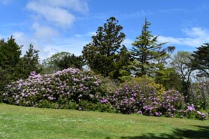 Rhododendron