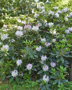 Rhododendron