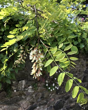 Black locust