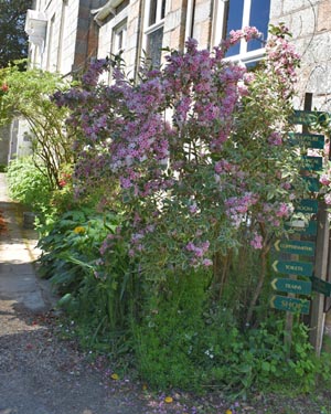Weigela
