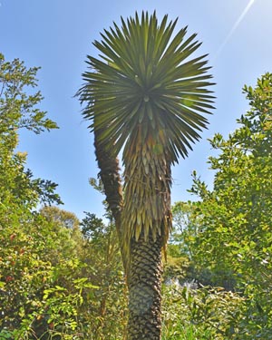 Yucca