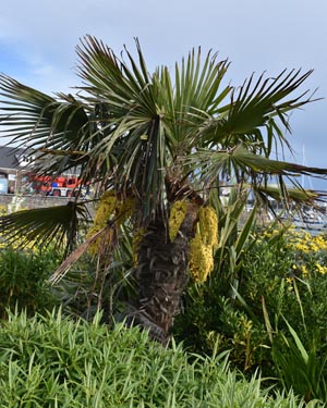 Trachycarpus fortunei