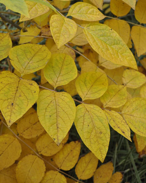 Decaisnea fargesii