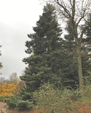 Abies koreana