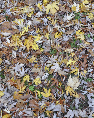 Acer saccharinum