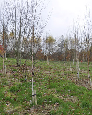 Himalayan birch