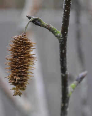 Himalayan birch