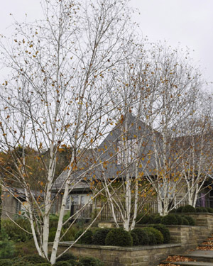 Betula utilis