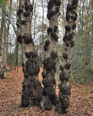 Birch burr