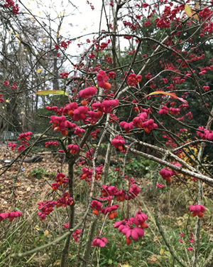 Spindle bush
